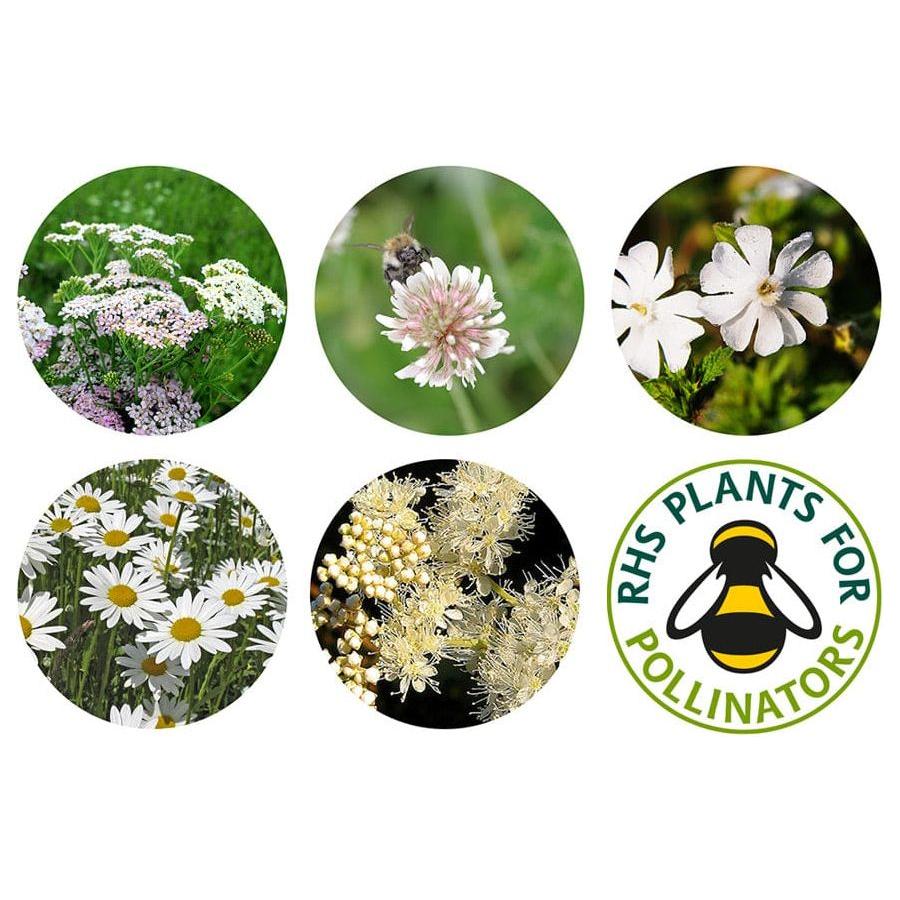 Seedball Christmas Wildflower Seed Tin (2 to choose from)