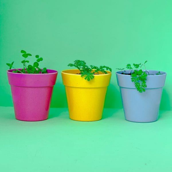 Seedball Thinking of You' Seedball Box