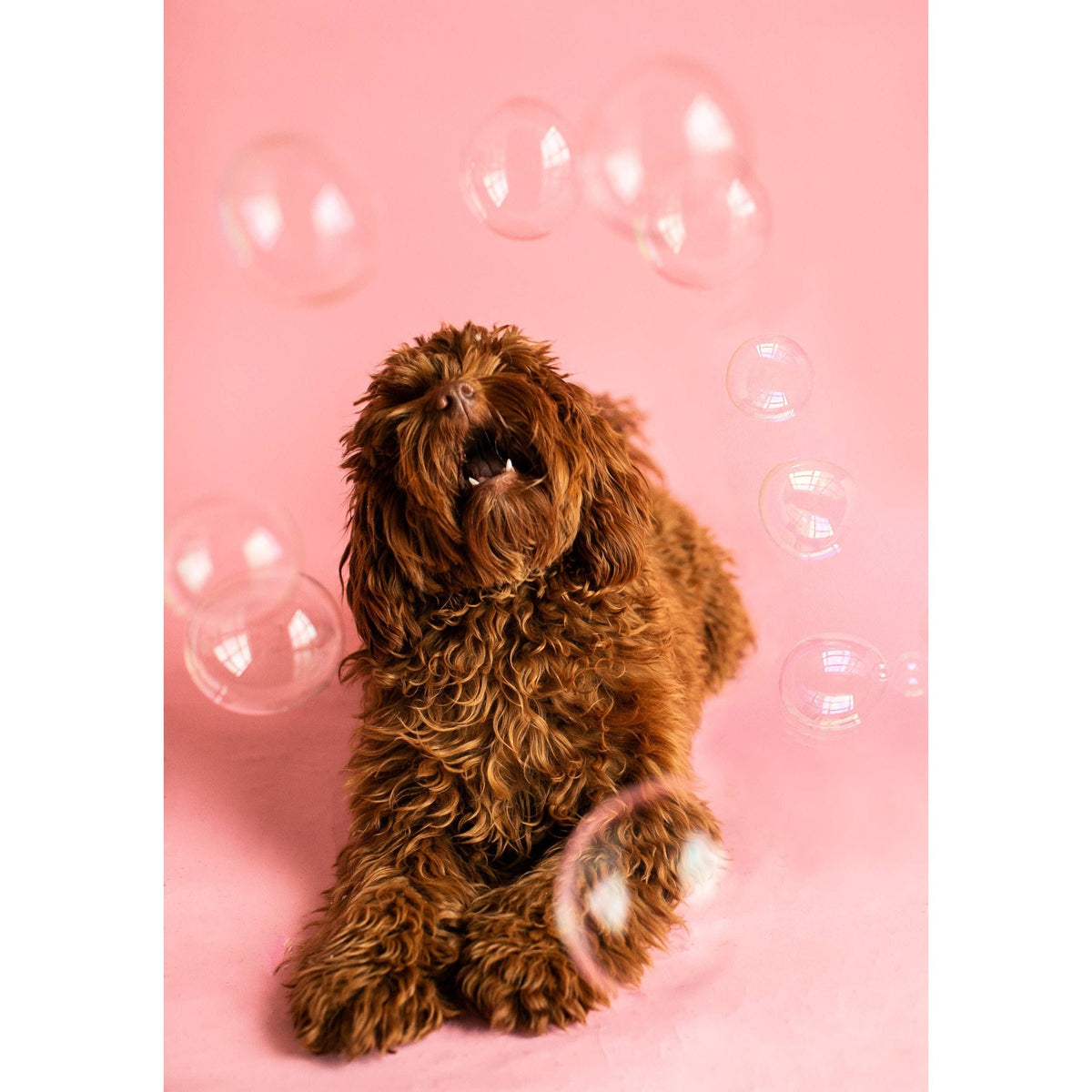 Apex Pet Products (Meaty Bubbles) Smokey bacon bubbles