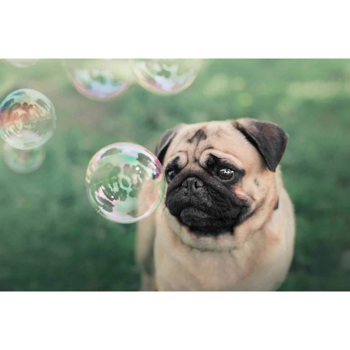 Apex Pet Products (Meaty Bubbles) Smokey bacon bubbles