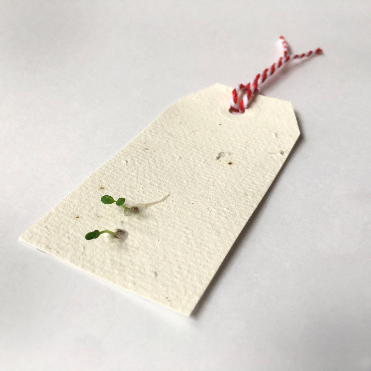 Ruby & Bo Winter Forest Recycled Wrapping Paper & Plantable Tag Set