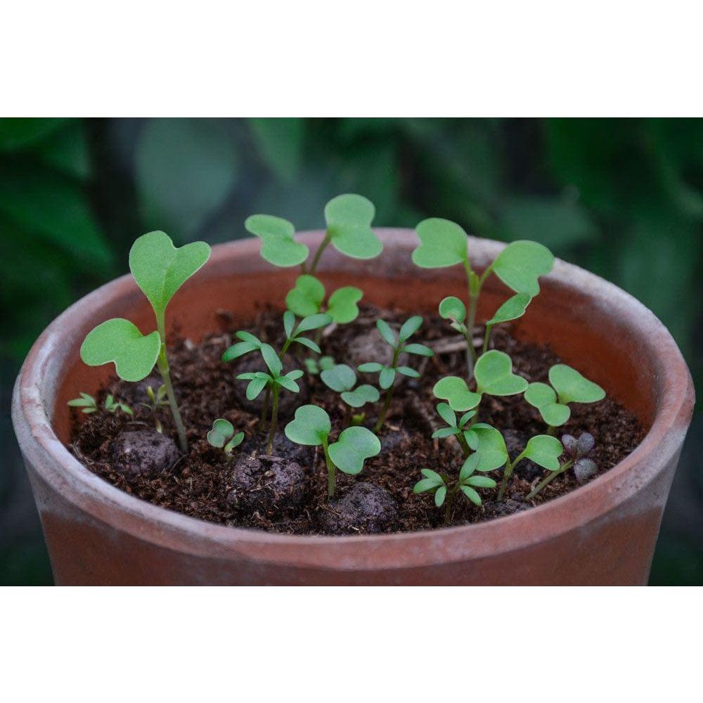 Seedball Bee Mix Grab Bag