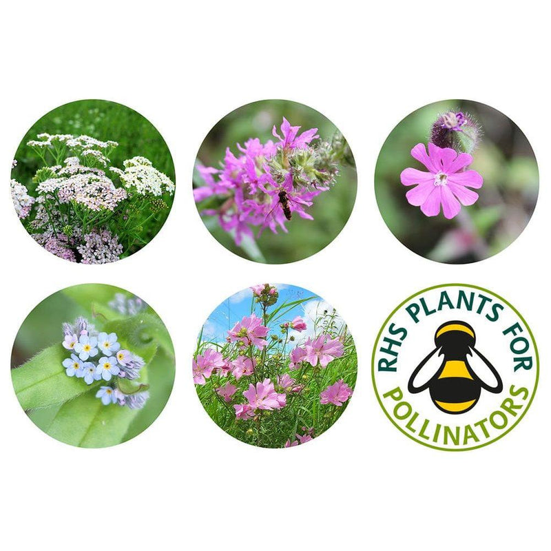 Seedball Butterfly Mix Grab Bag