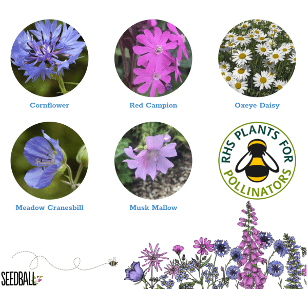 Seedball Congrats' Seedball Box