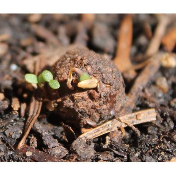 Seedball Congrats' Seedball Box