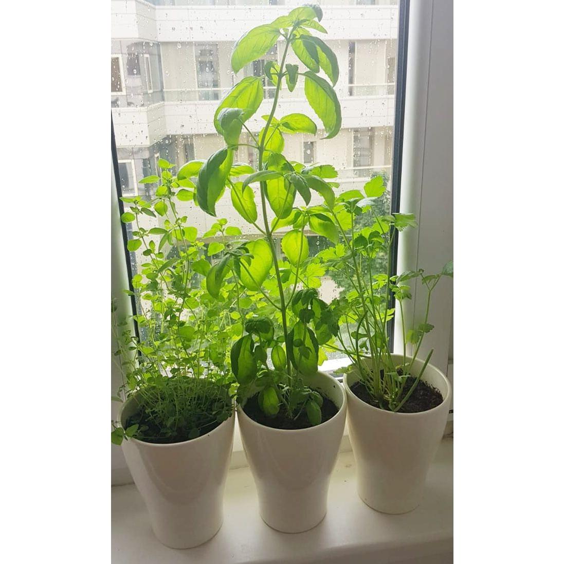 Seedball Italian Herb Kitchen Kit