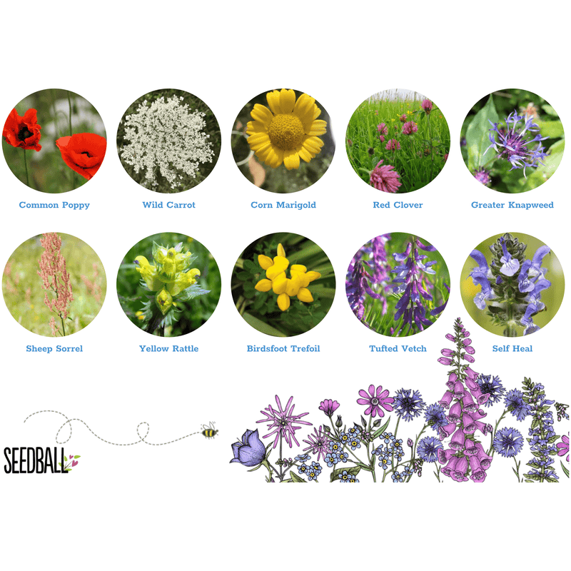 Seedball Wildlife Mix Grab Bag