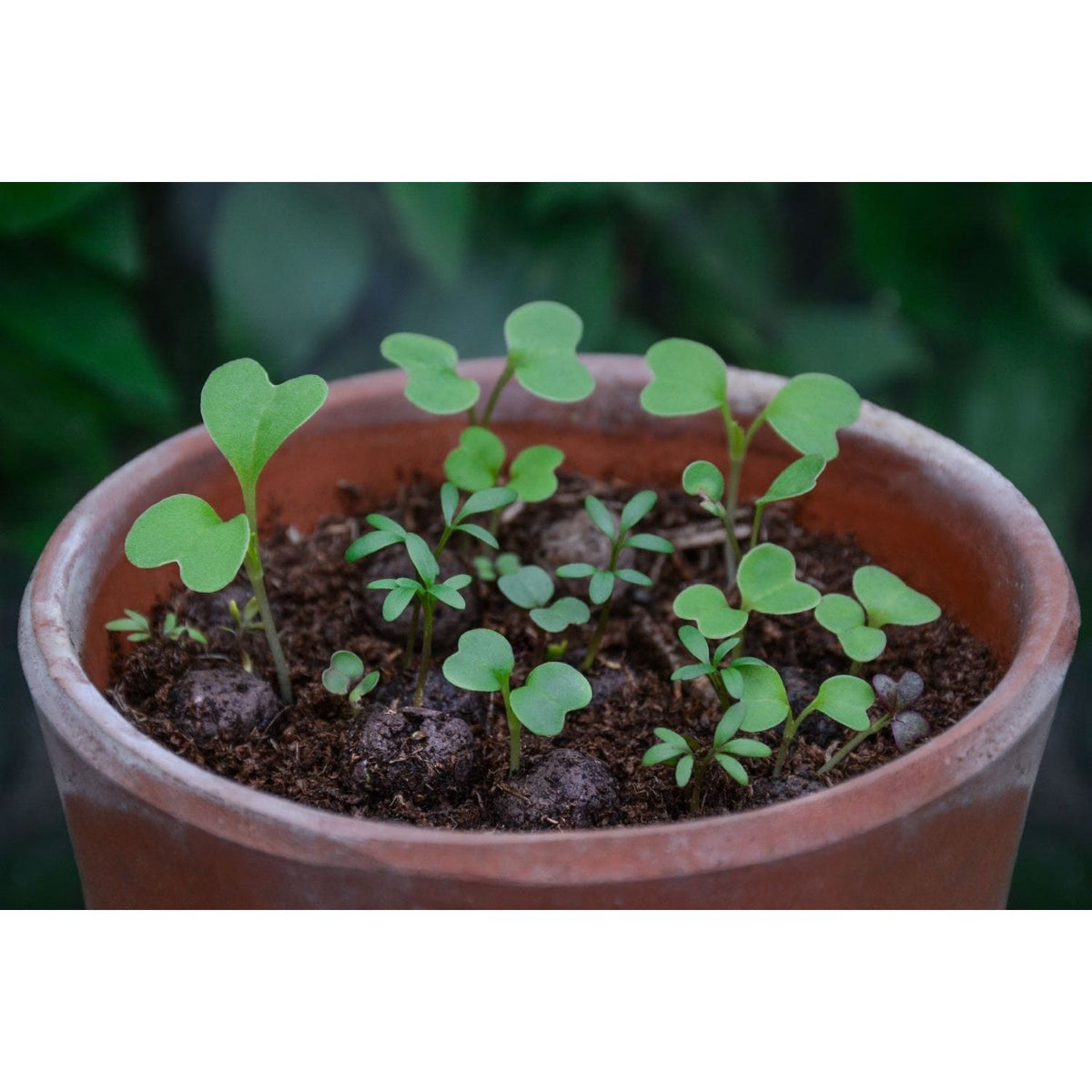 Seedball Wildlife Mix Grab Bag