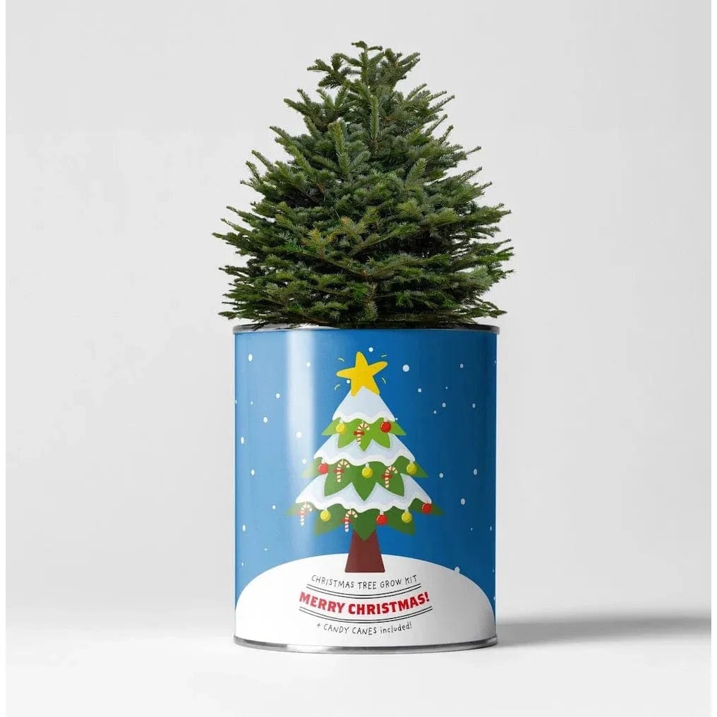 The Plant Gift Co. Christmas Tree Grow Your Own Plant Kit