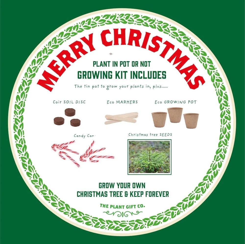 The Plant Gift Co. Christmas Tree Grow Your Own Plant Kit