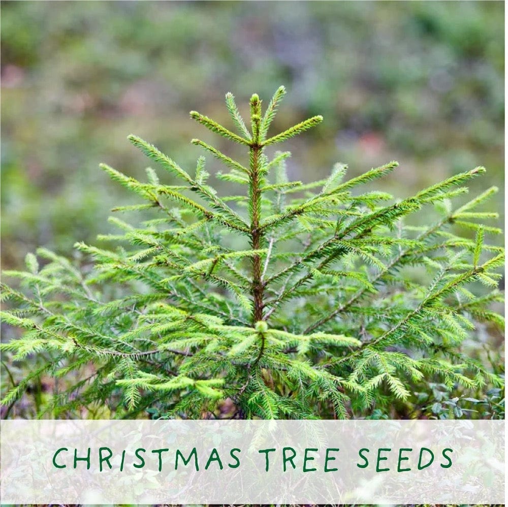 The Plant Gift Co. Christmas Tree Grow Your Own Plant Kit