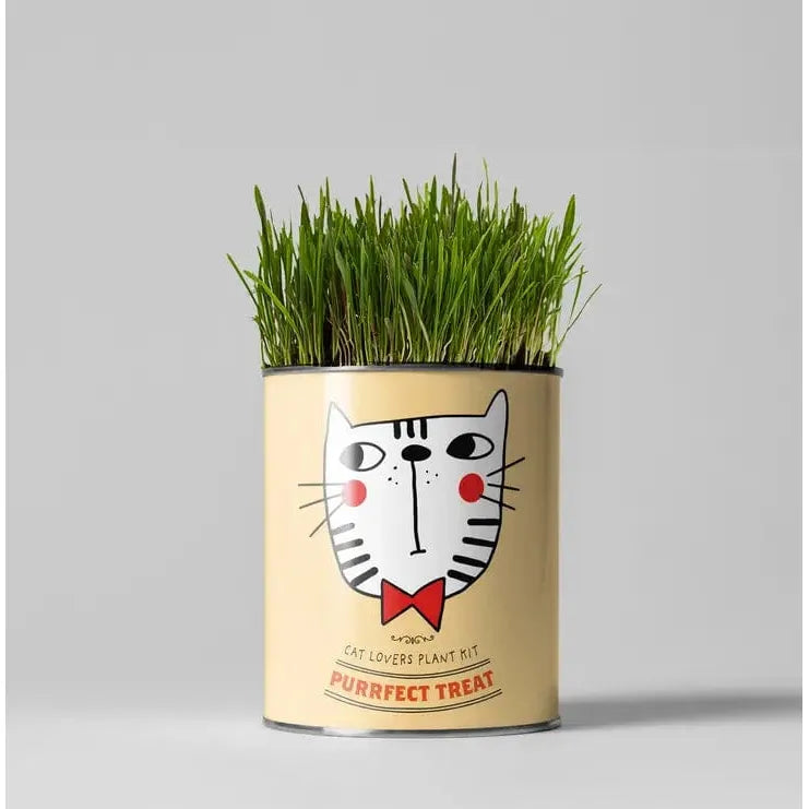 The Plant Gift Co. Purrfect Treat Eco Grow Your Own Plant Kit