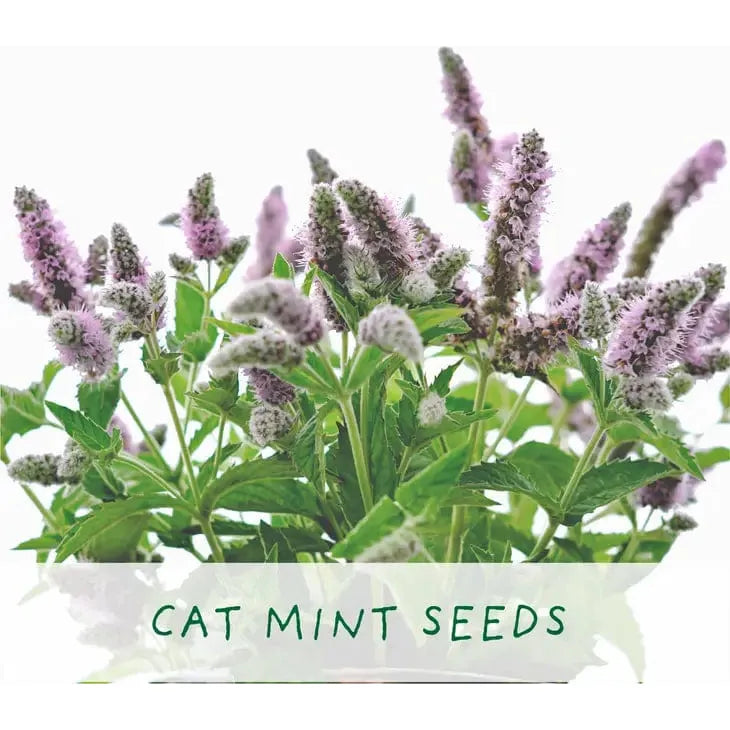 The Plant Gift Co. Purrfect Treat Eco Grow Your Own Plant Kit