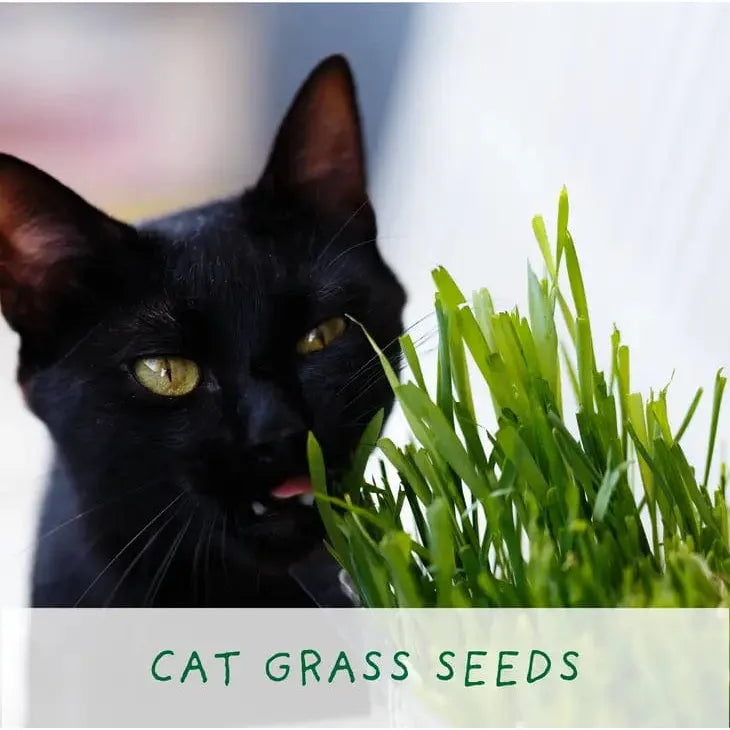 The Plant Gift Co. Purrfect Treat Eco Grow Your Own Plant Kit