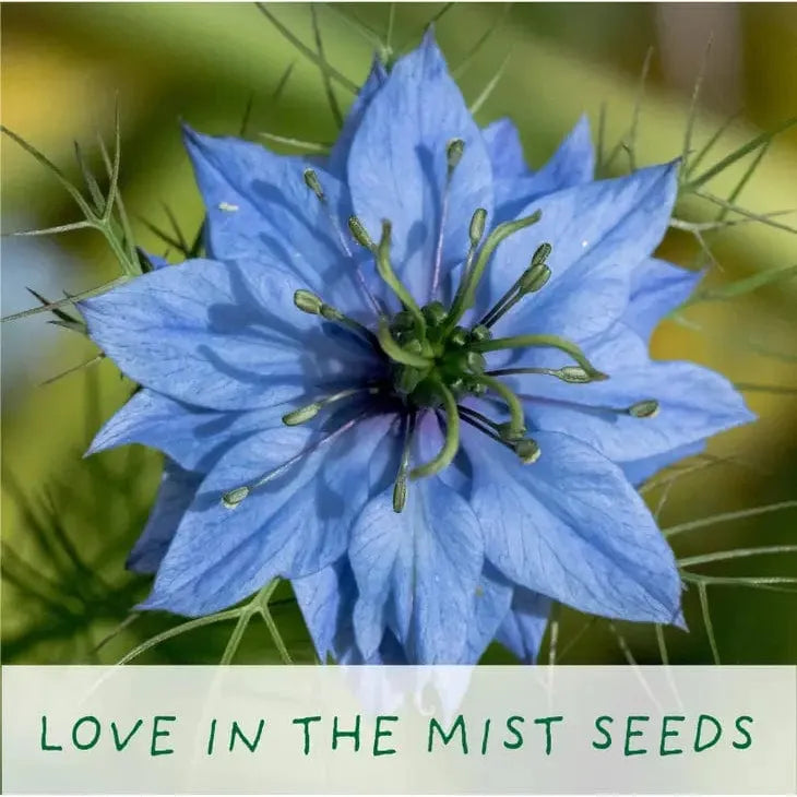 The Plant Gift Co. Seeds of Love Eco Grow Your Own Plant Kit